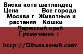 Вяска кота шатландец › Цена ­ 1 000 - Все города, Москва г. Животные и растения » Кошки   . Пермский край,Гремячинск г.